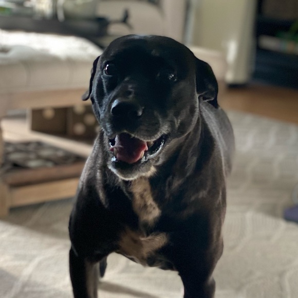 Meet your Posher, Sierra - Picture 1 of 1